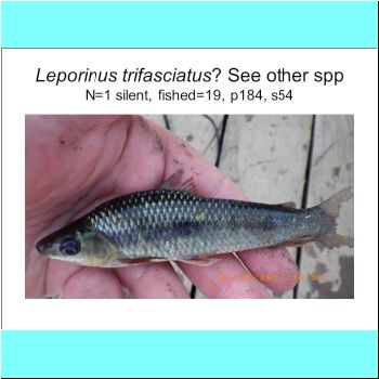 Leporinus trifasciatus or frederici complex.png